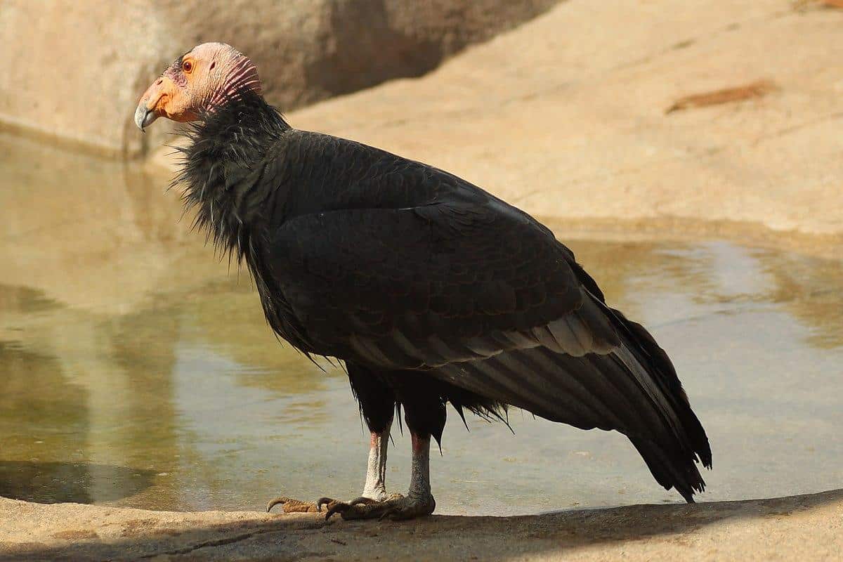 California_Condor_Gymnogyps_californianus