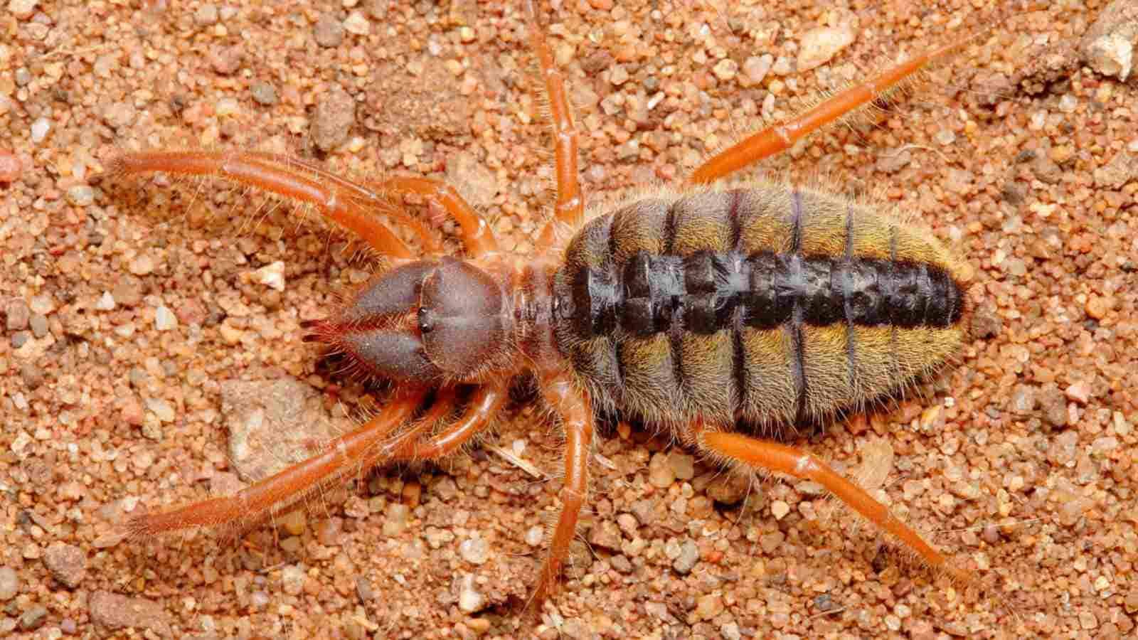 Camel_Spider_Solifugae