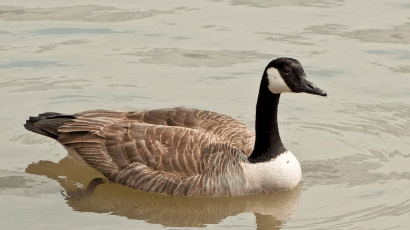 Canada_Goose