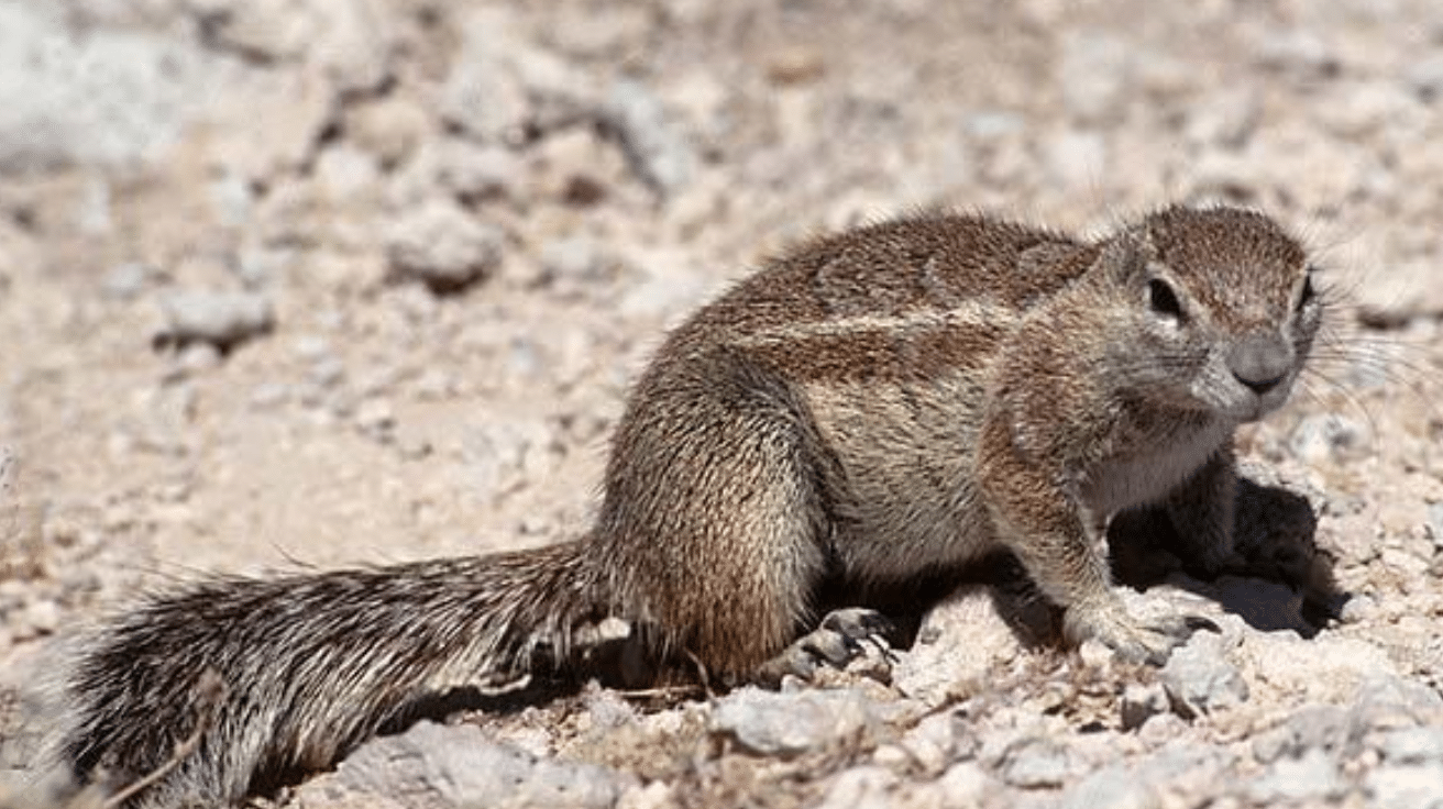 Cape Ground Squirrel