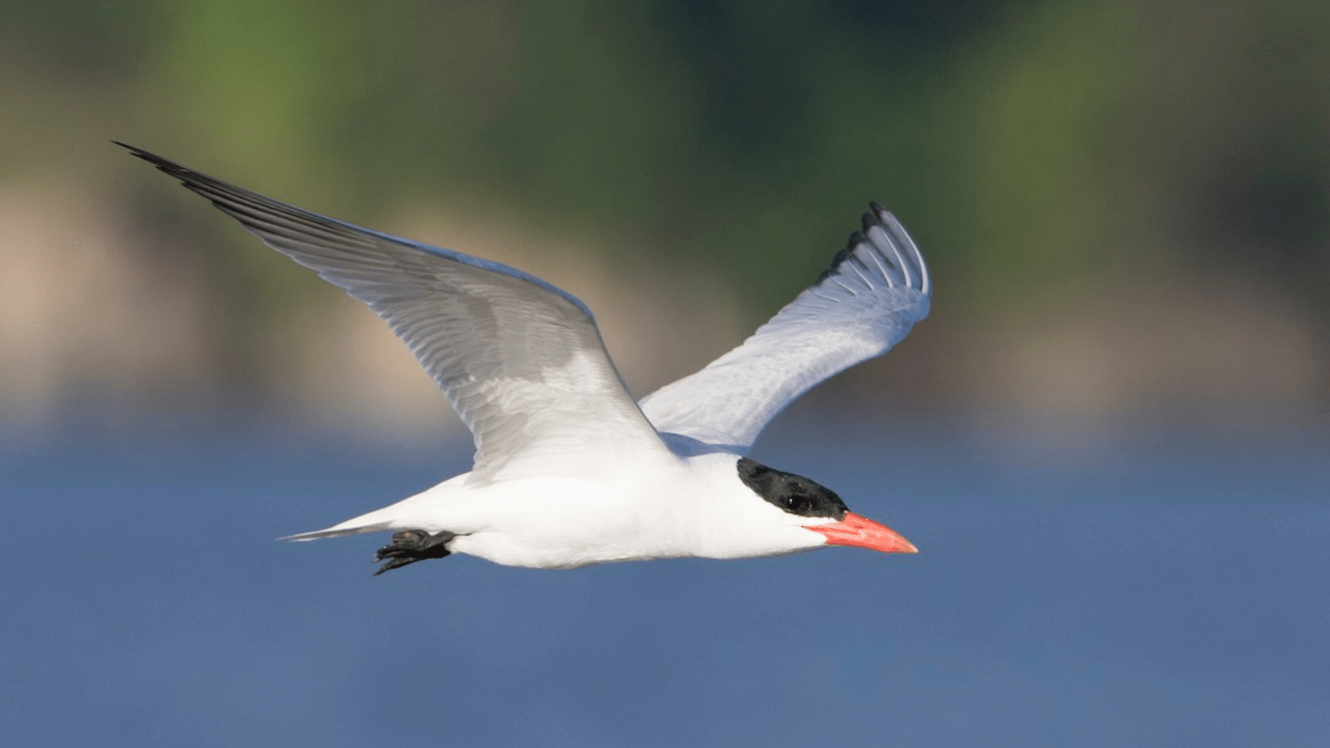 Caspian_Tern