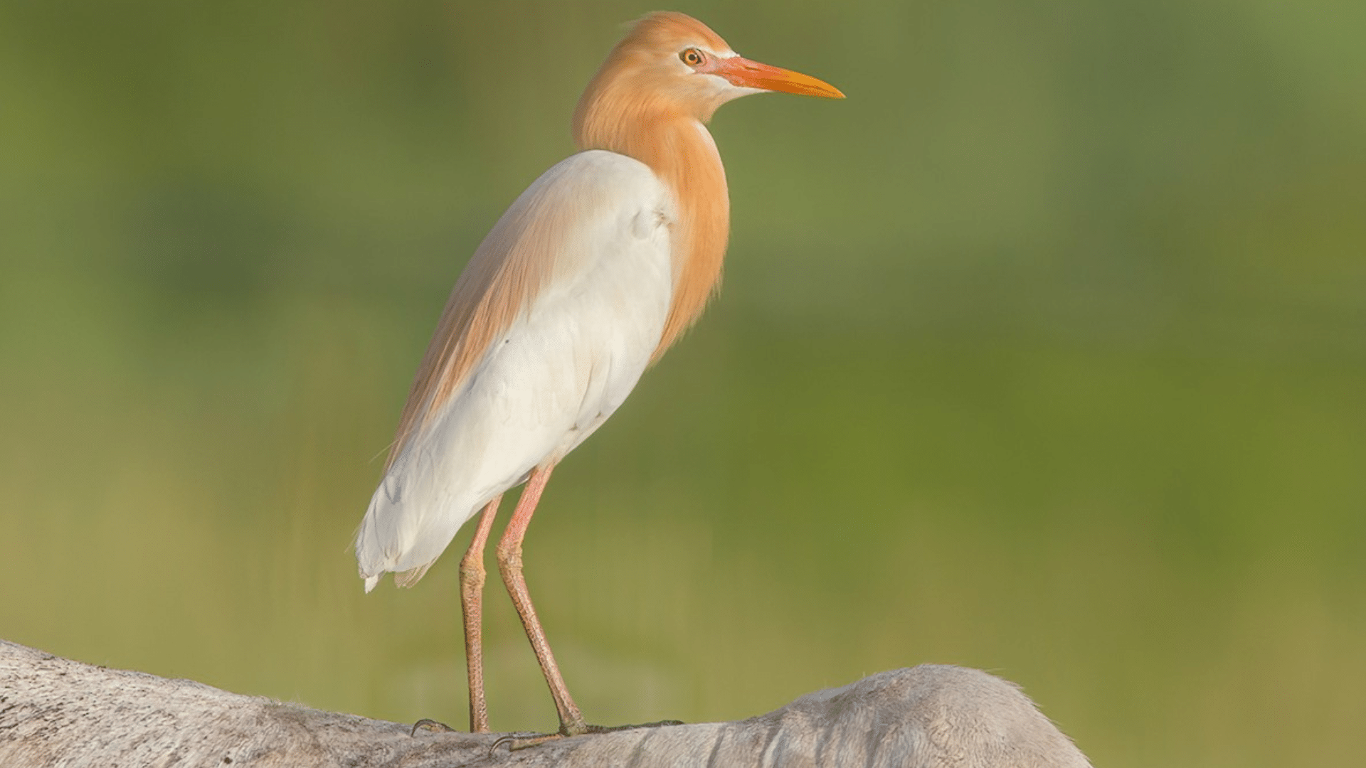 Cattle_Egret