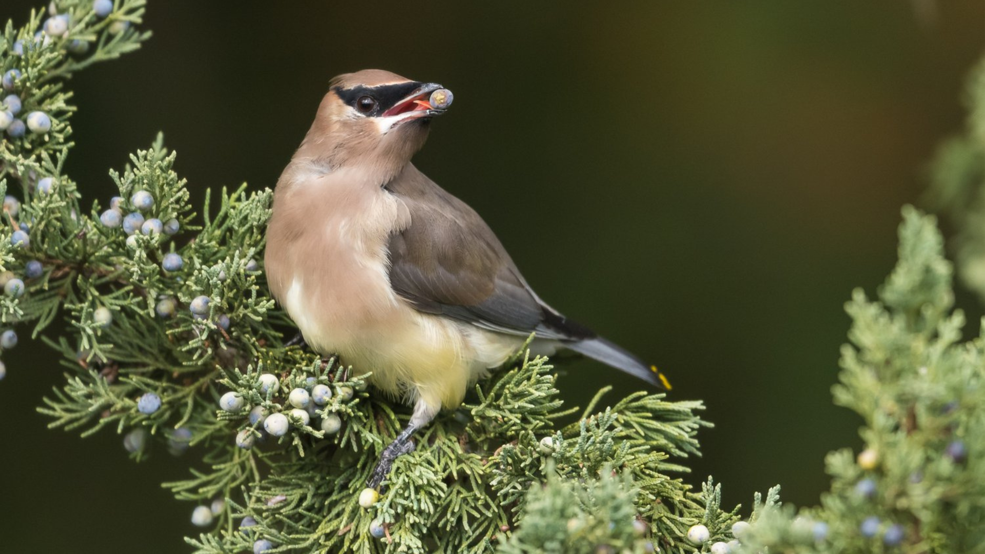 Cedar_Waxwing