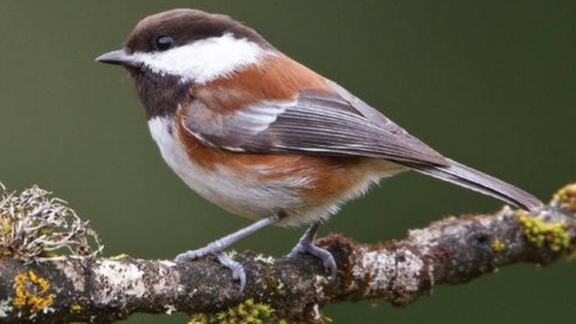 Chestnut-Backed_Chickadee