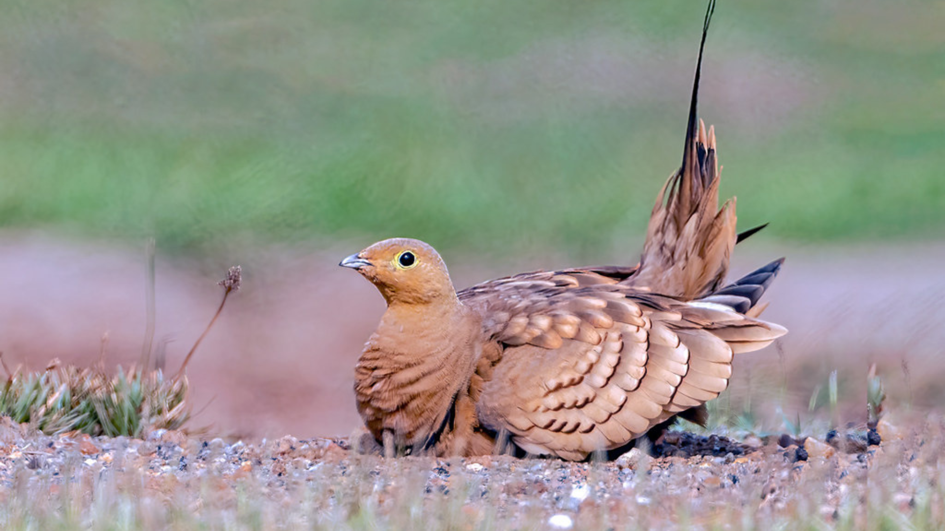 Chestnut-Bellied_Sandgrouse