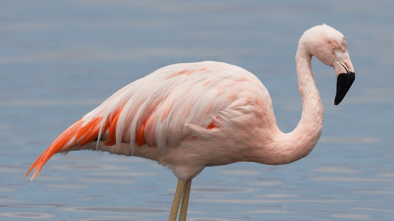 Chilean Flamingo