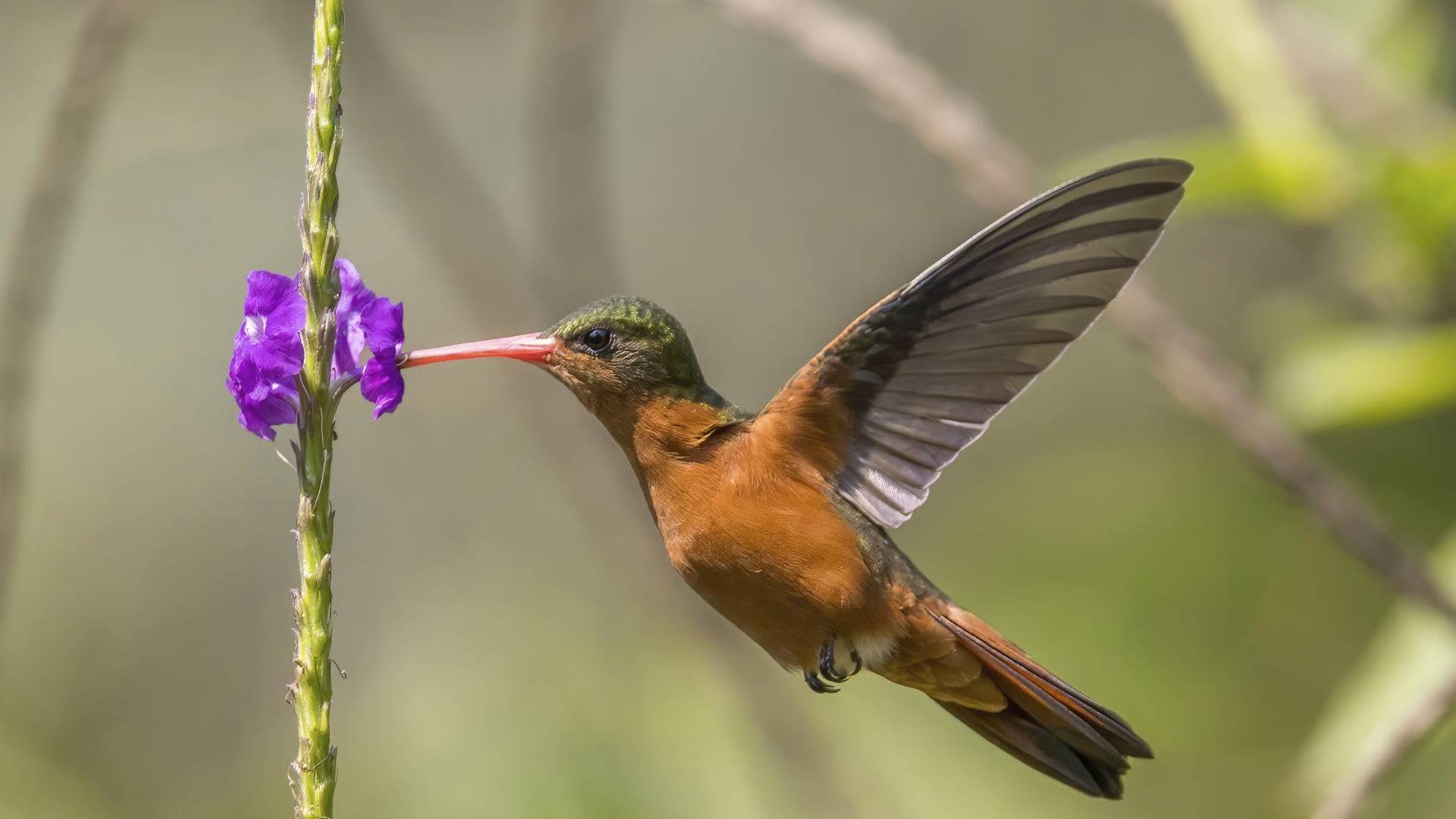 Cinnamon_Hummingbird