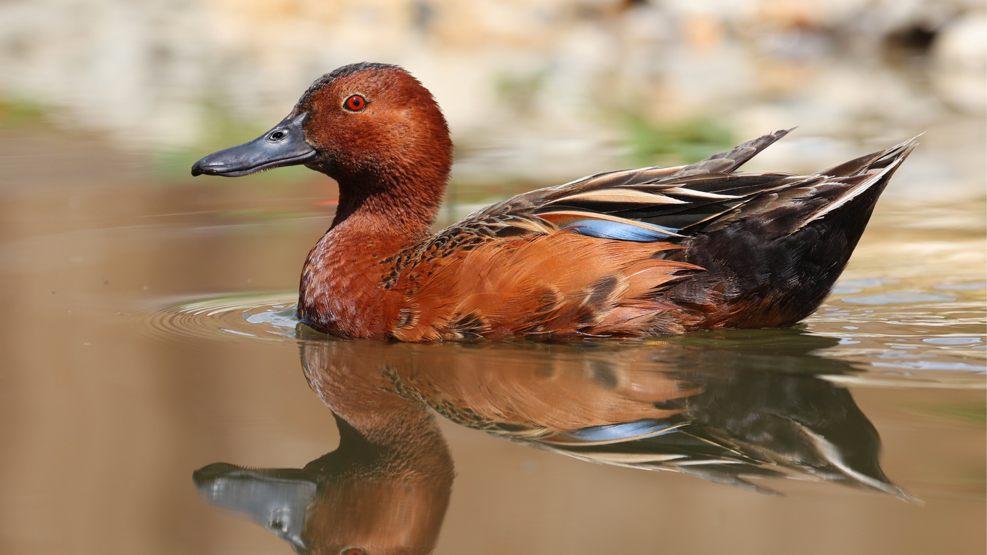 Cinnamon_Teal