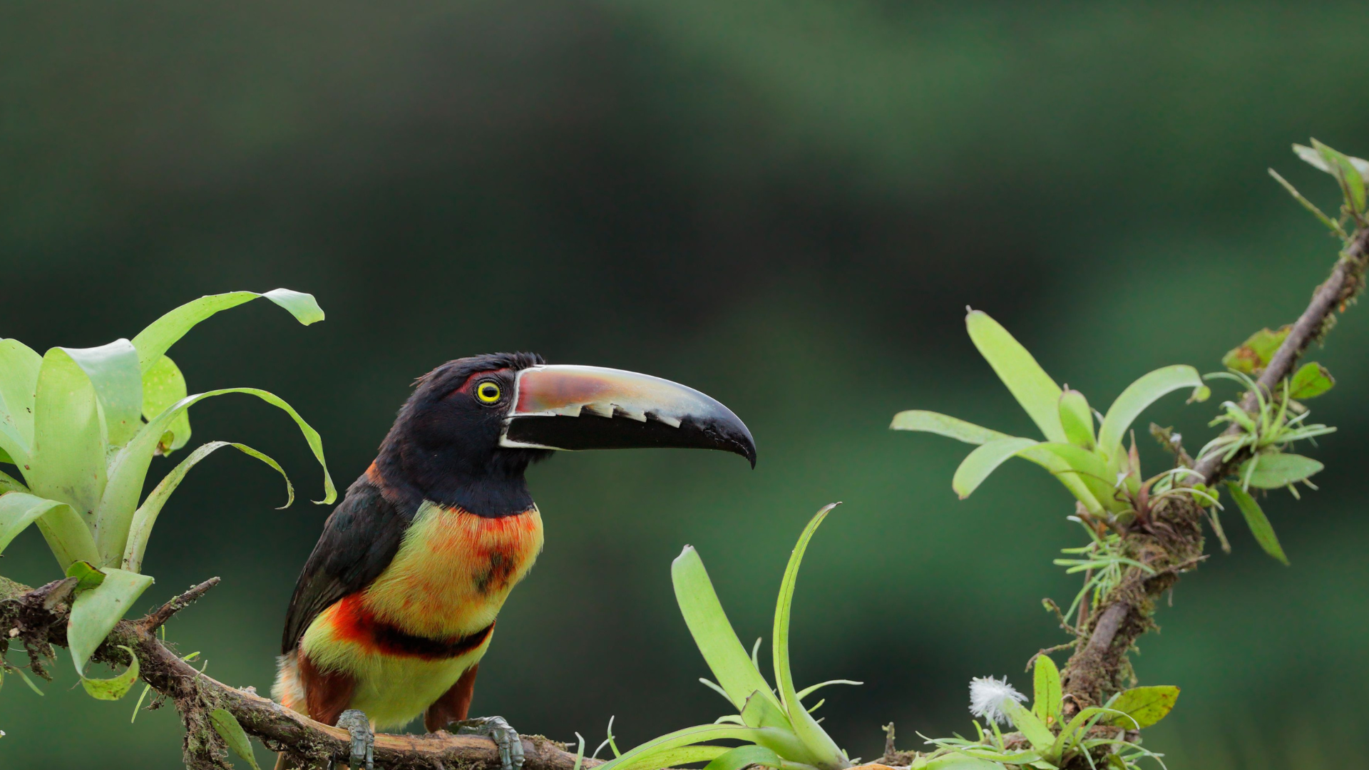 Collared_Aracari