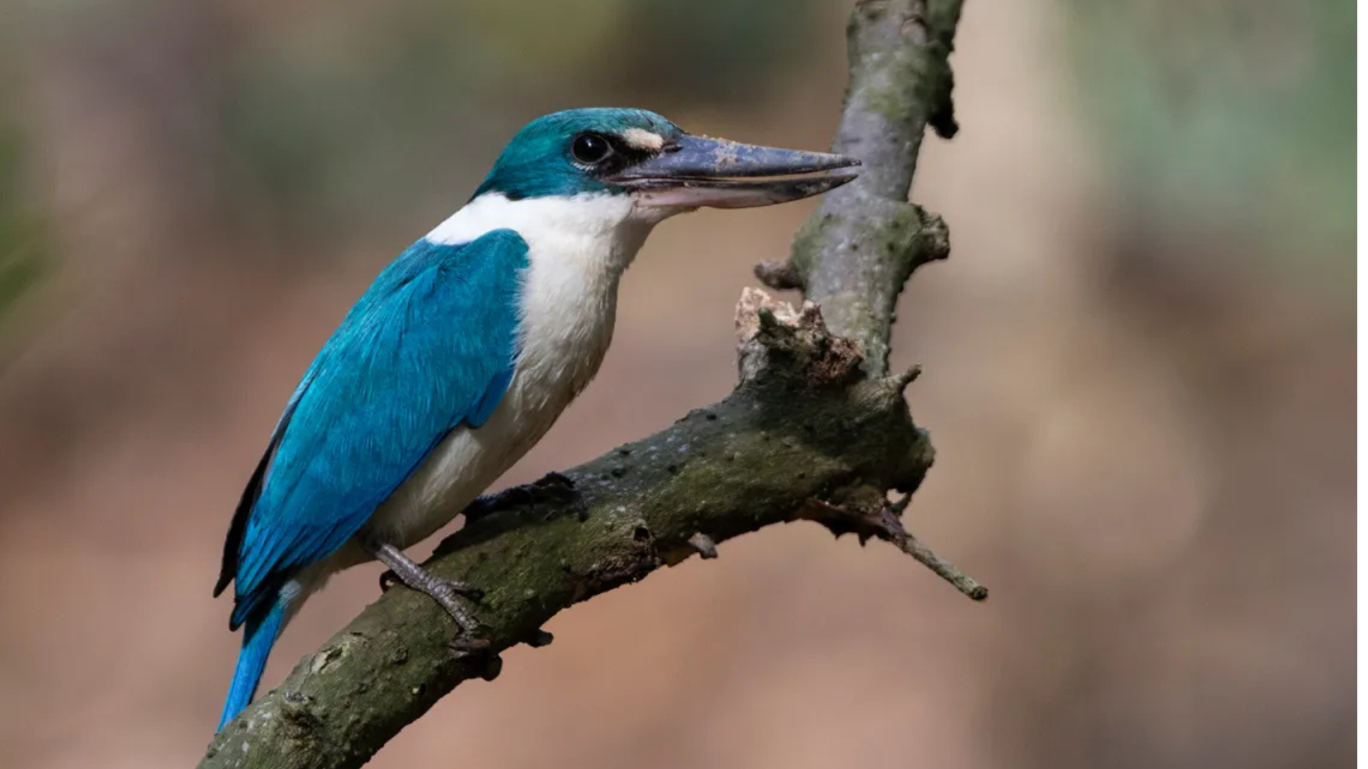 Collared_Kingfisher