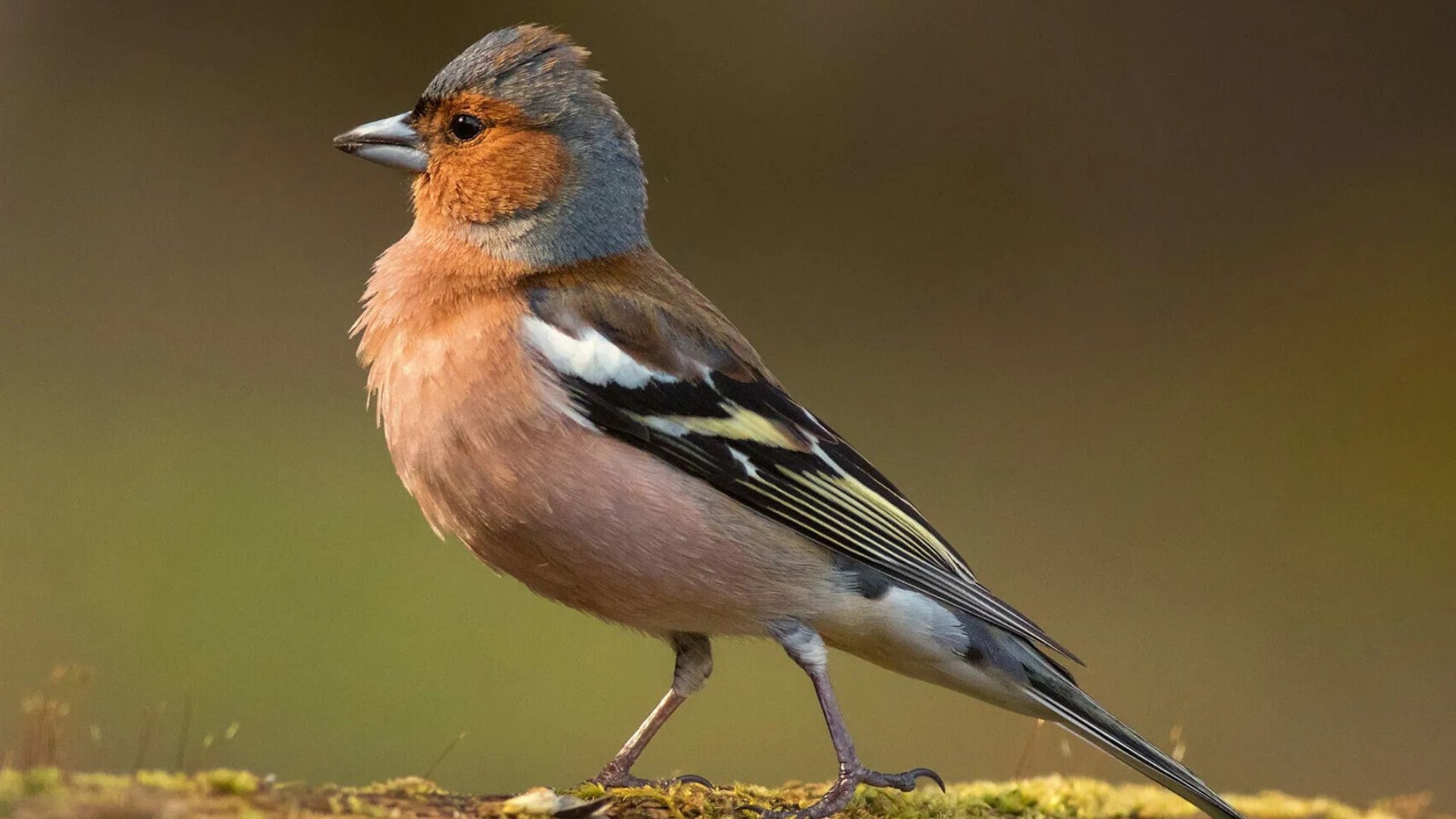 Common_Chaffinch