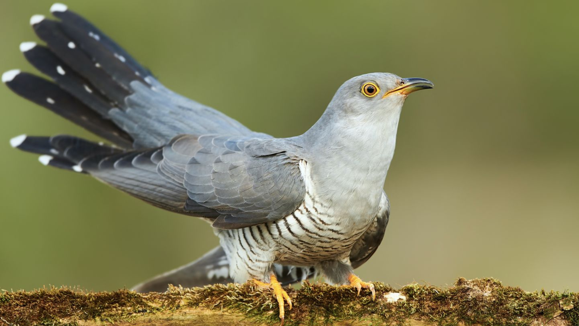 Common_Cuckoo