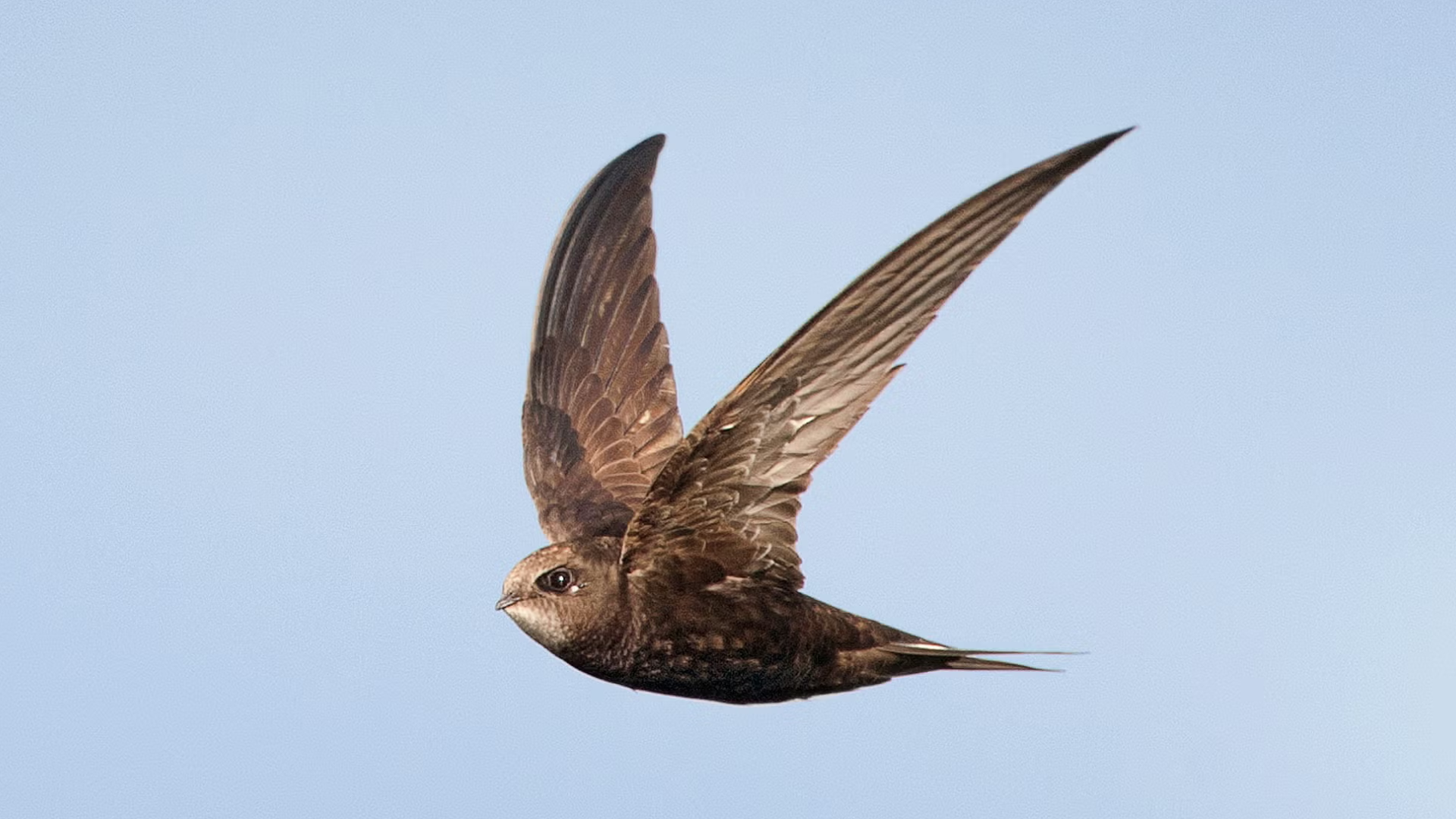 Common_Swift