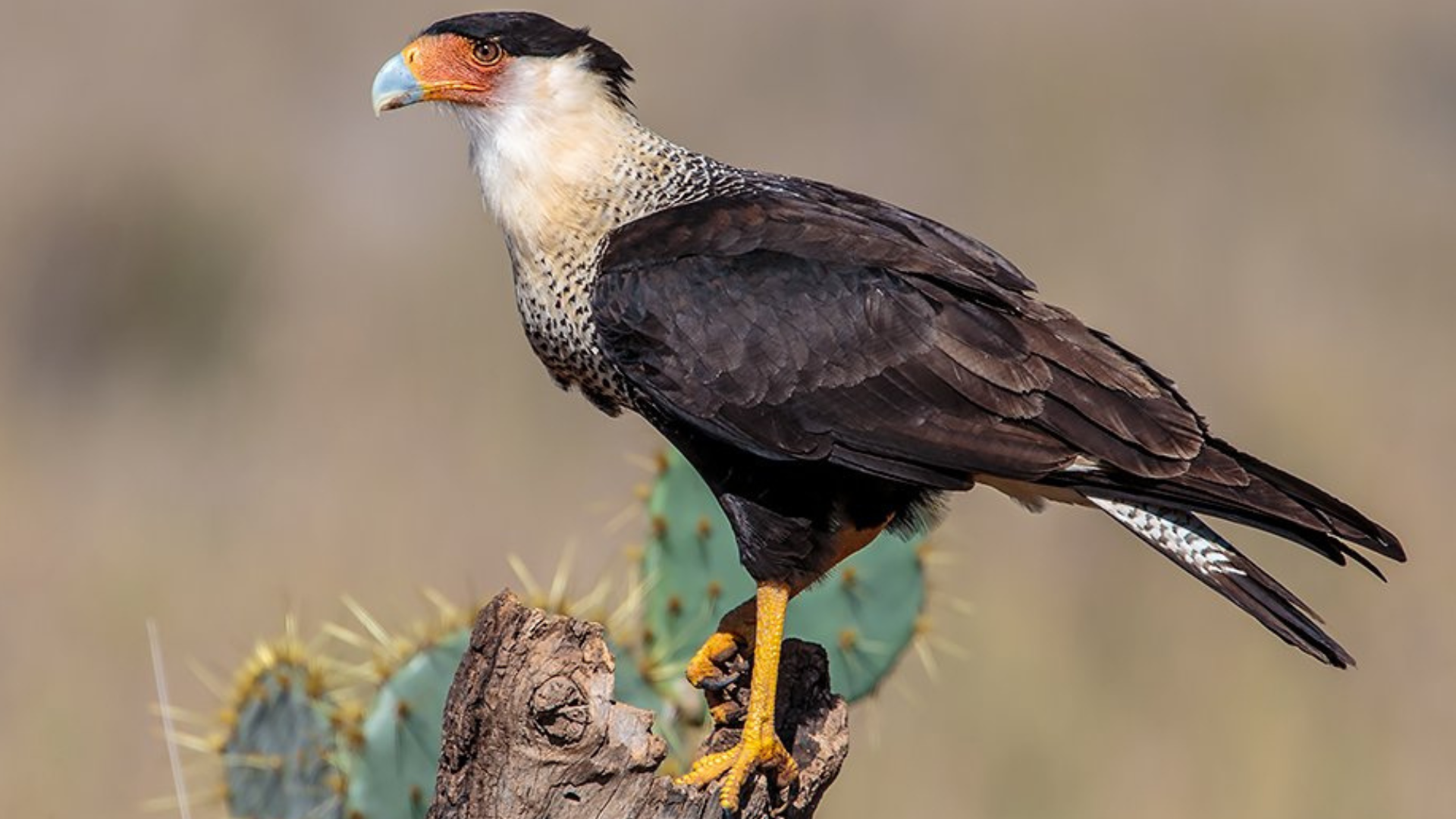 Crested_Caracara