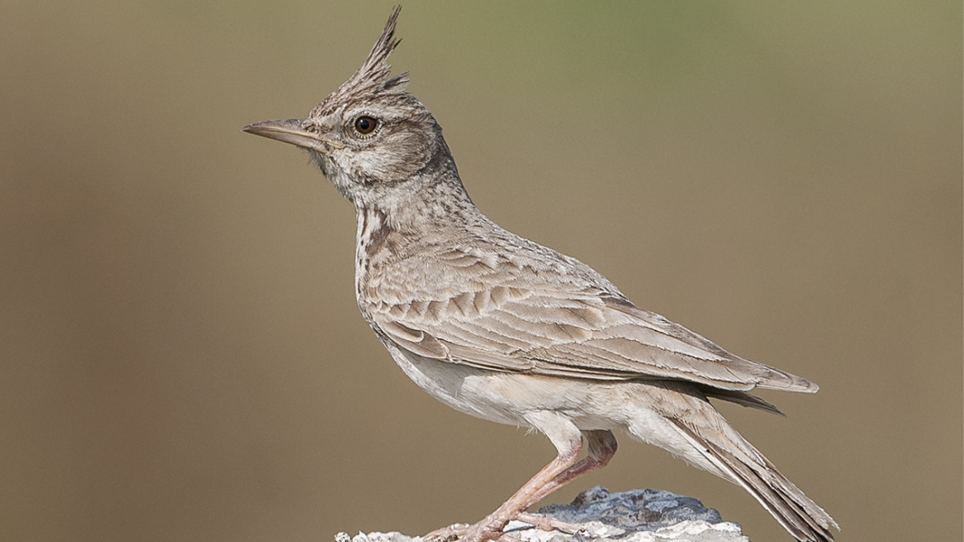 Crested_Lark