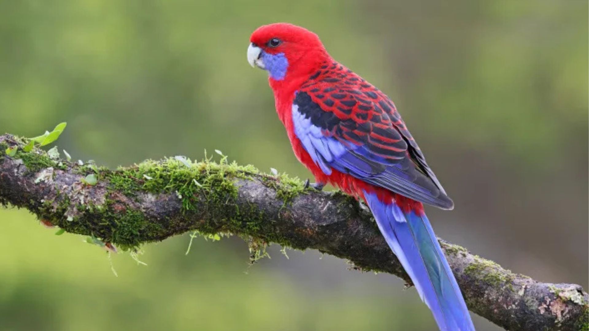 Crimson_Rosella