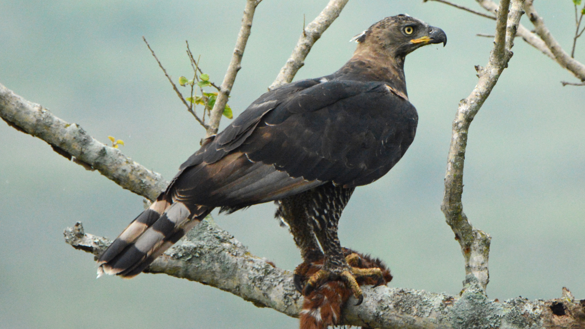 Crowned_Eagle