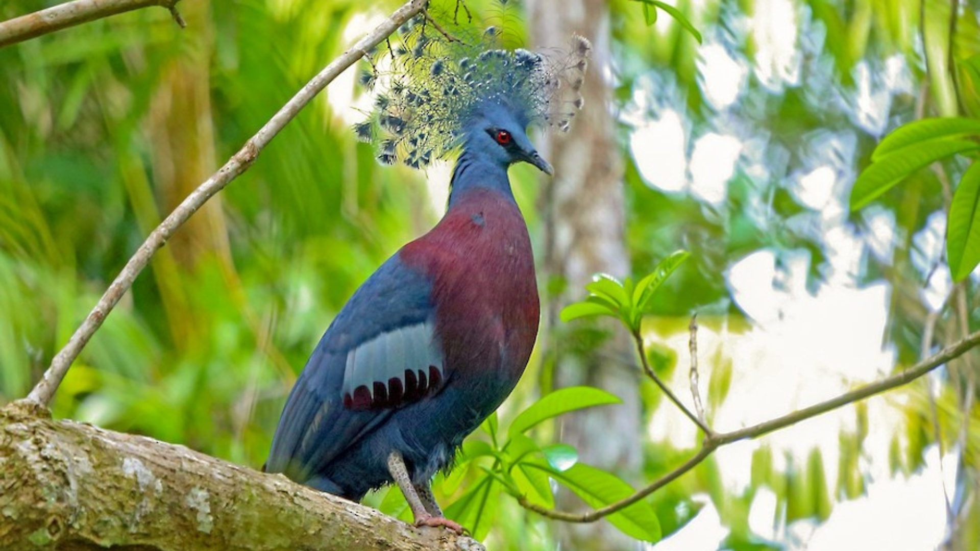 Crowned_Pigeon