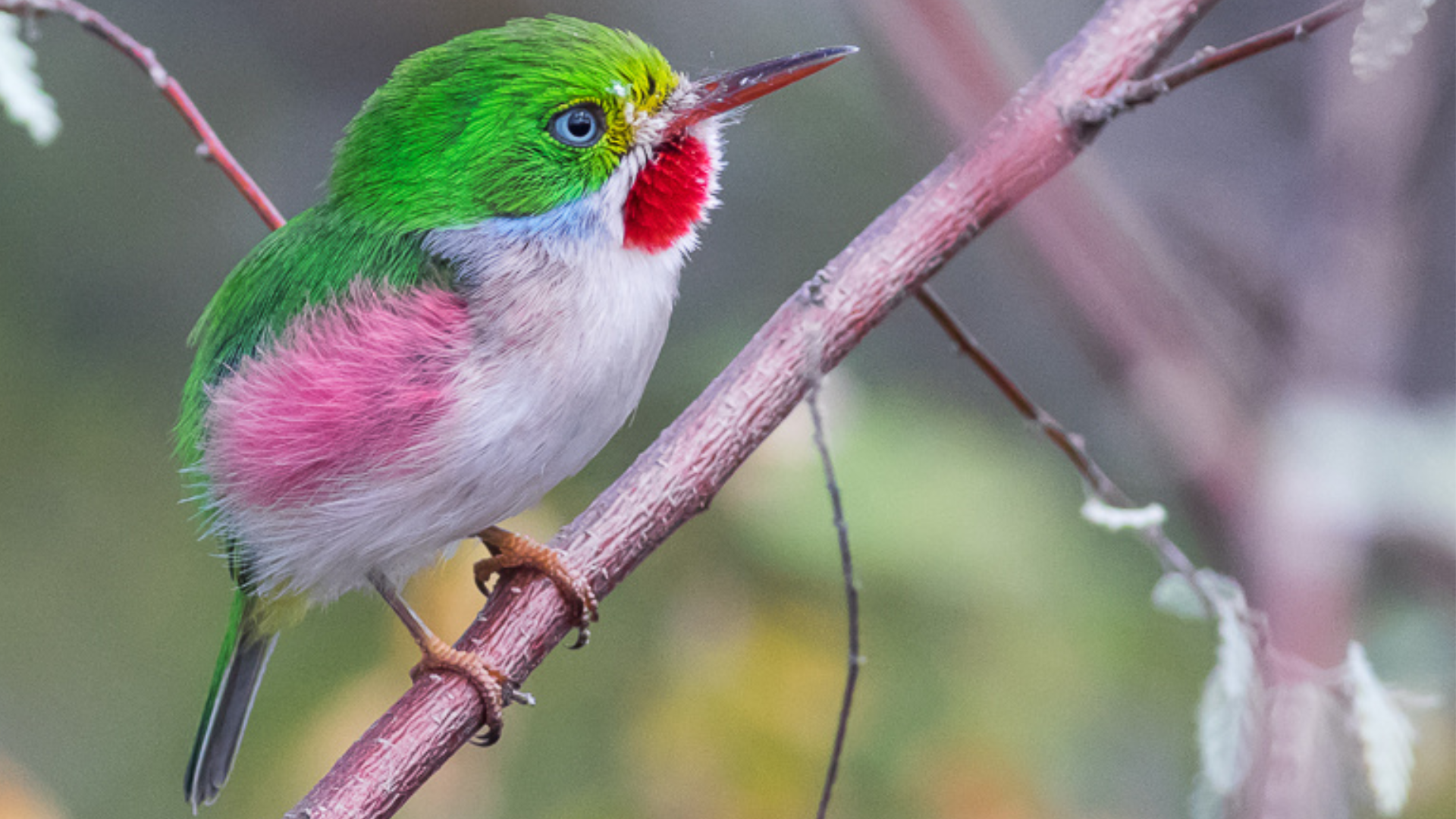 Cuban_Tody