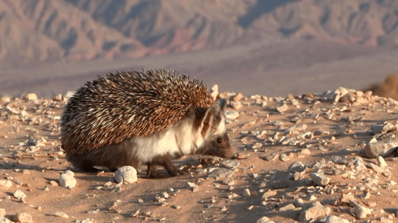 Desert Hedgehog