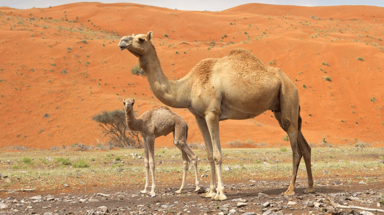 Dromedary Camel