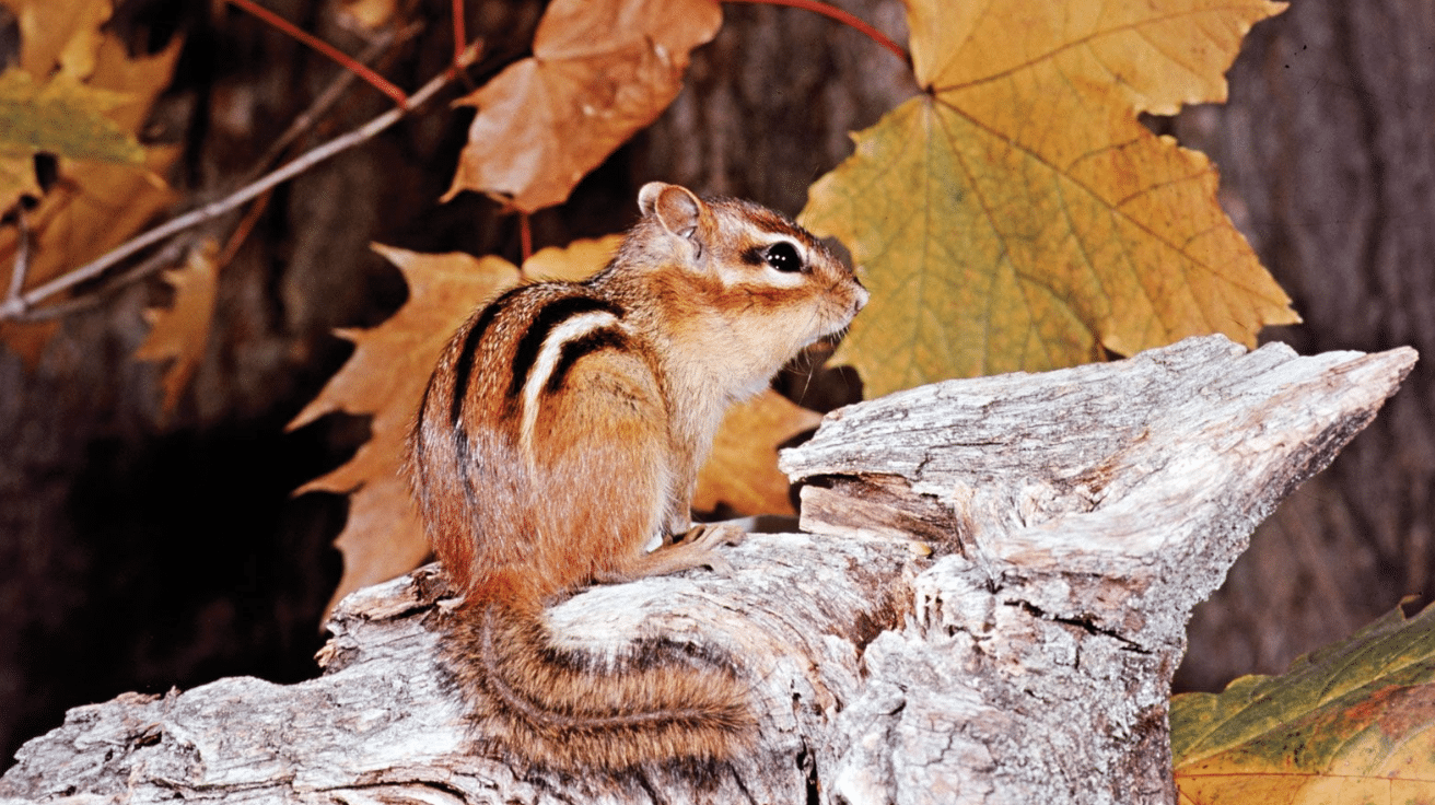 Eastern_Chipmunk