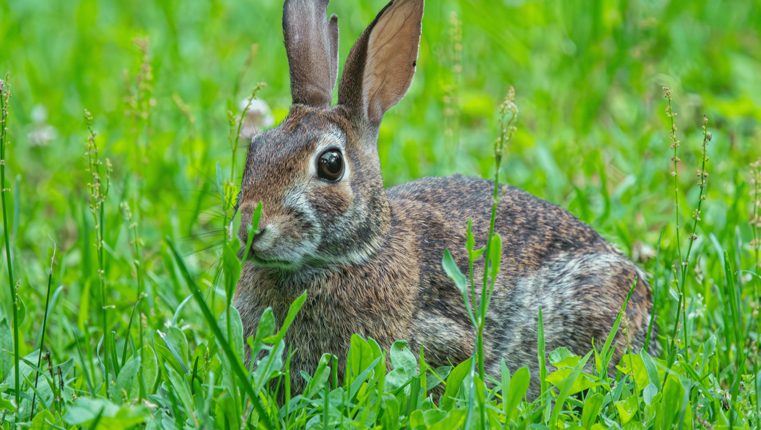 Eastern_Cottontail_Rabbit