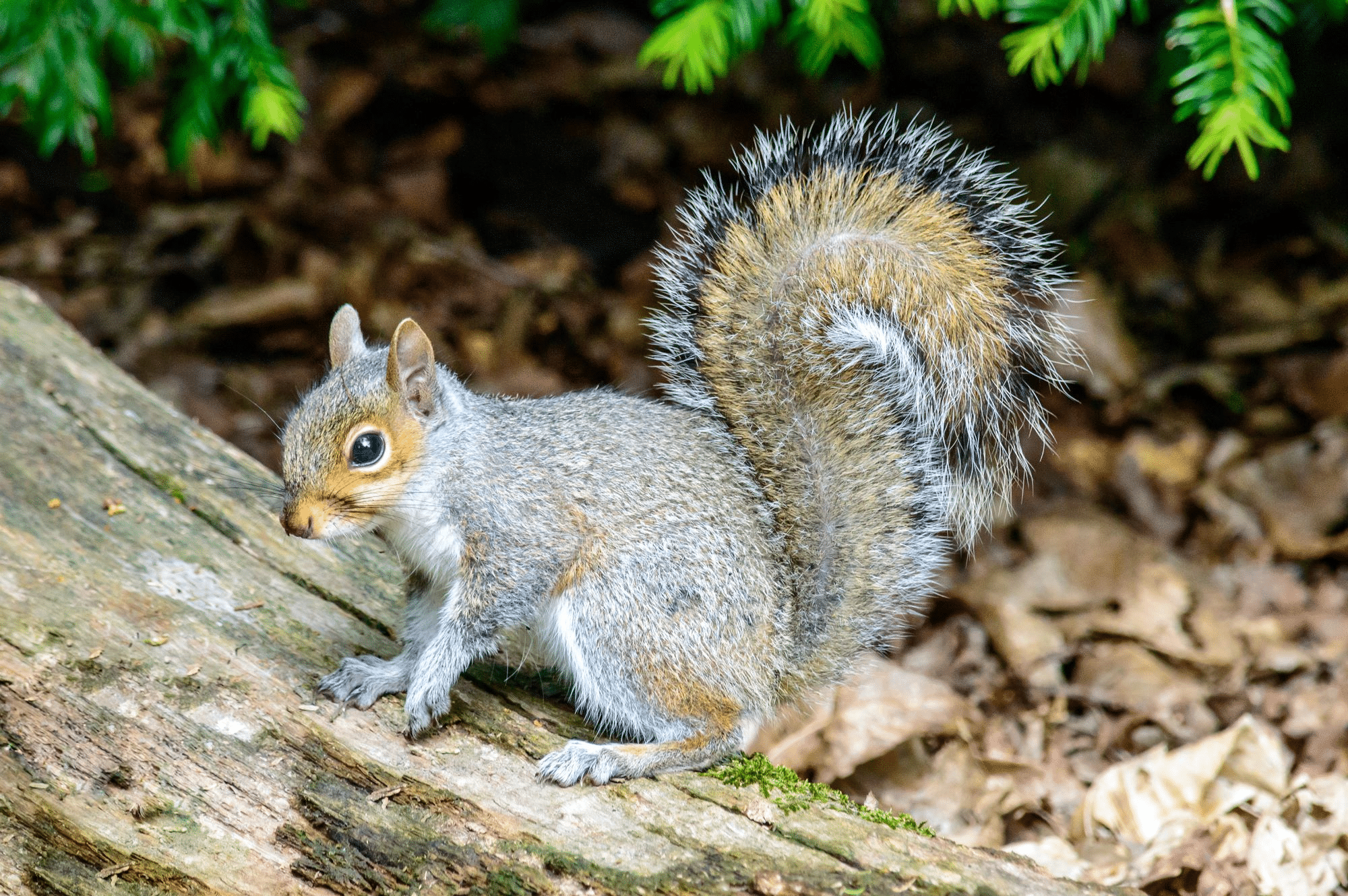 Eastern_Gray_Squirrel