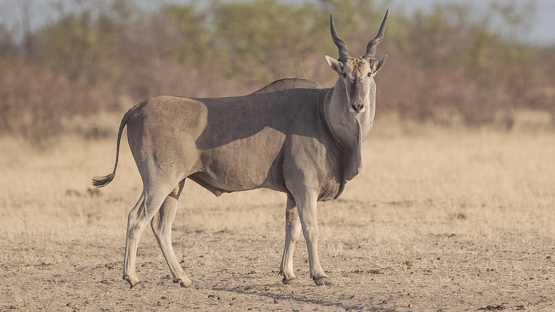 Eland