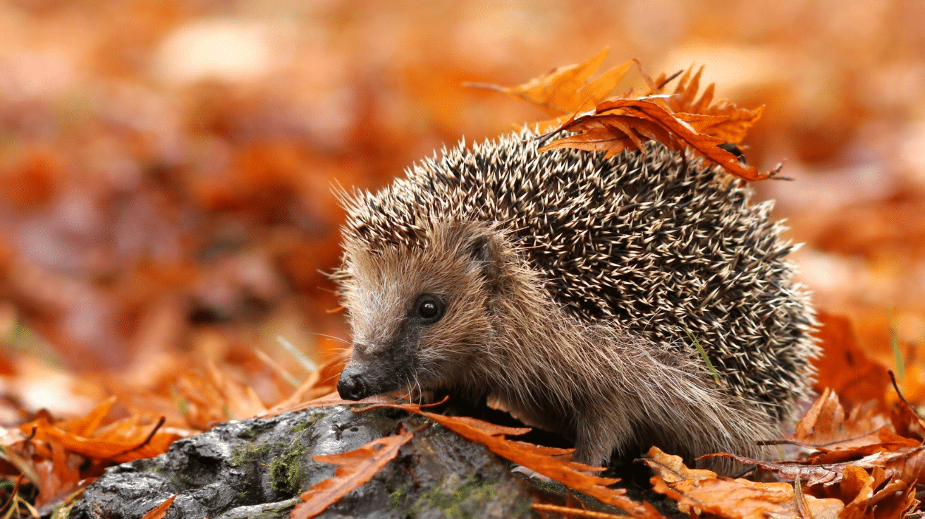 European_Hedgehog