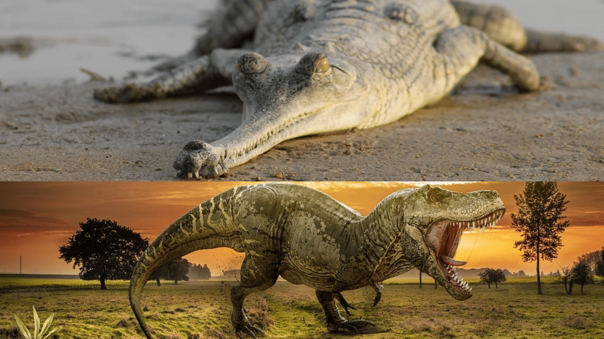 Evolutionary_Links_Between_Alligators_and_Dinosaurs