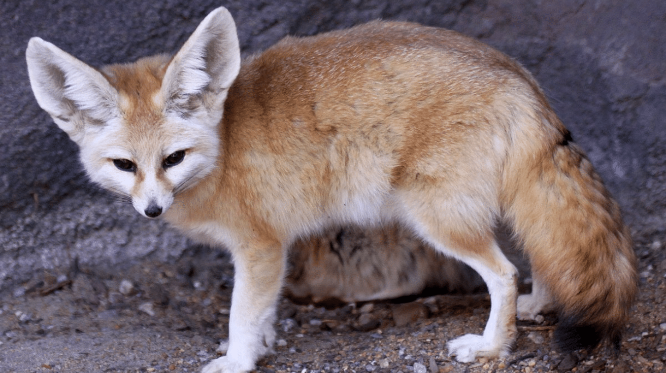 Fennec Fox