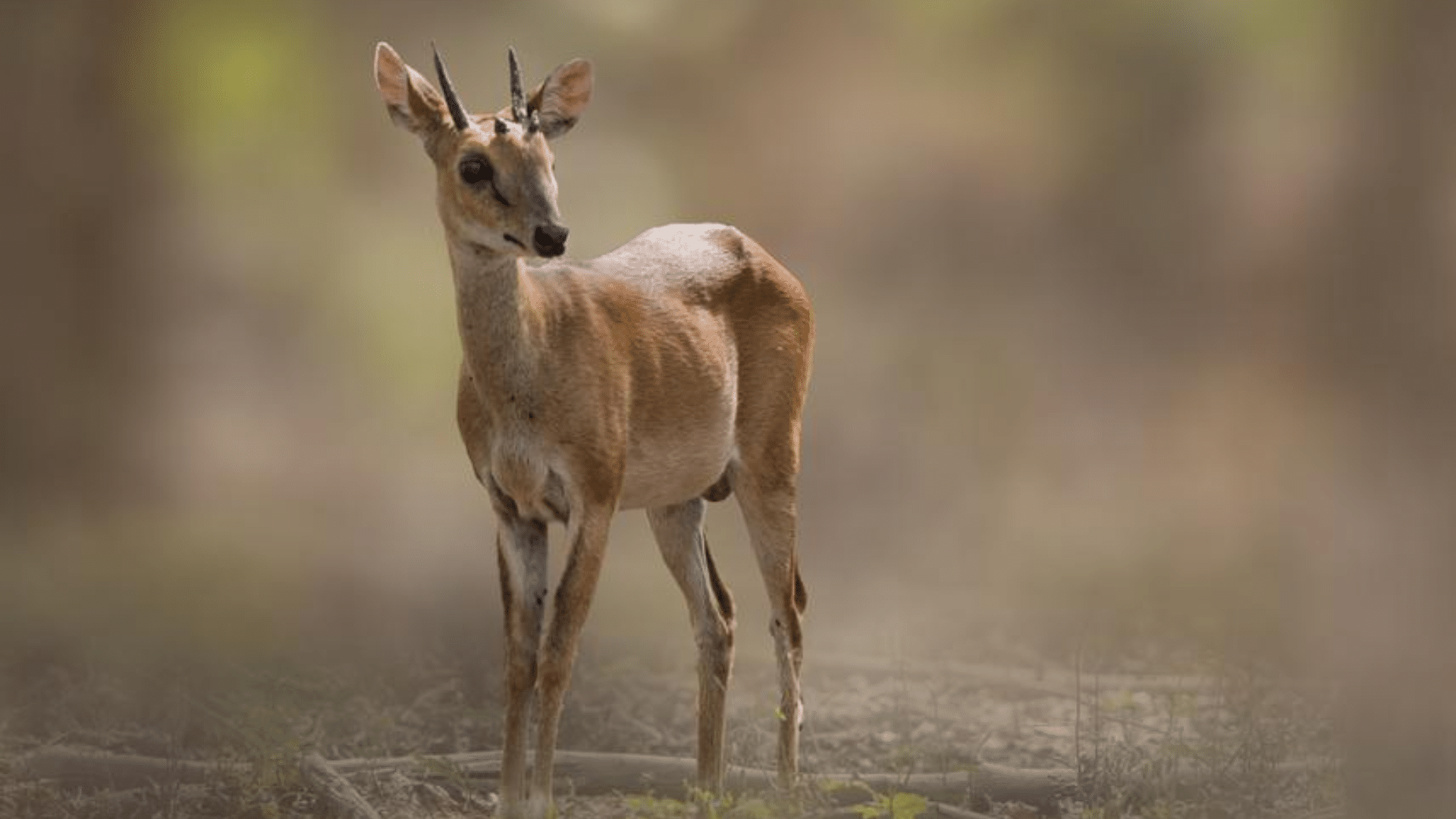 Four-Horned_Antelope