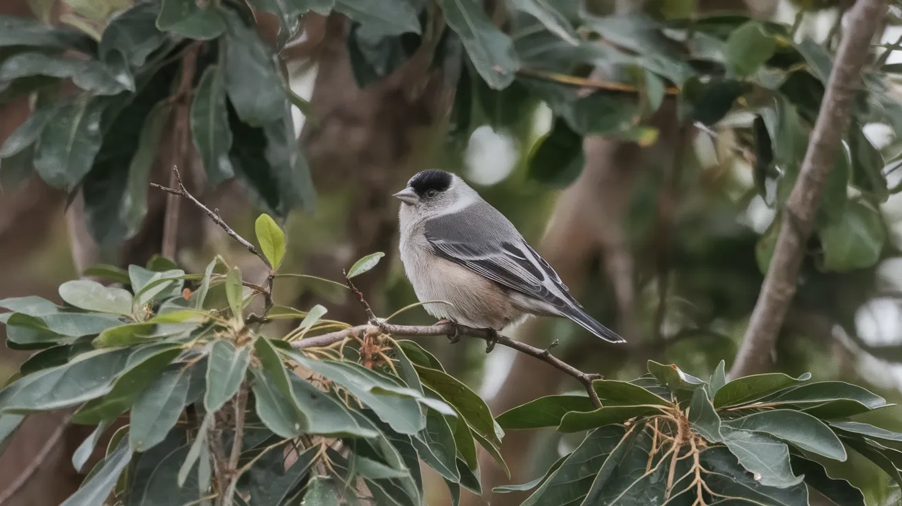 Frosted_Finch