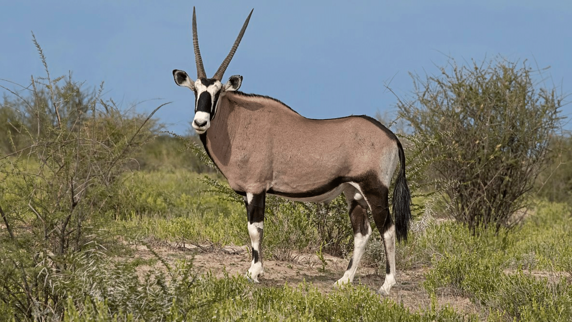 Gemsbok