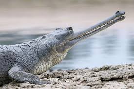 Gharial (Gavialis gangeticus)