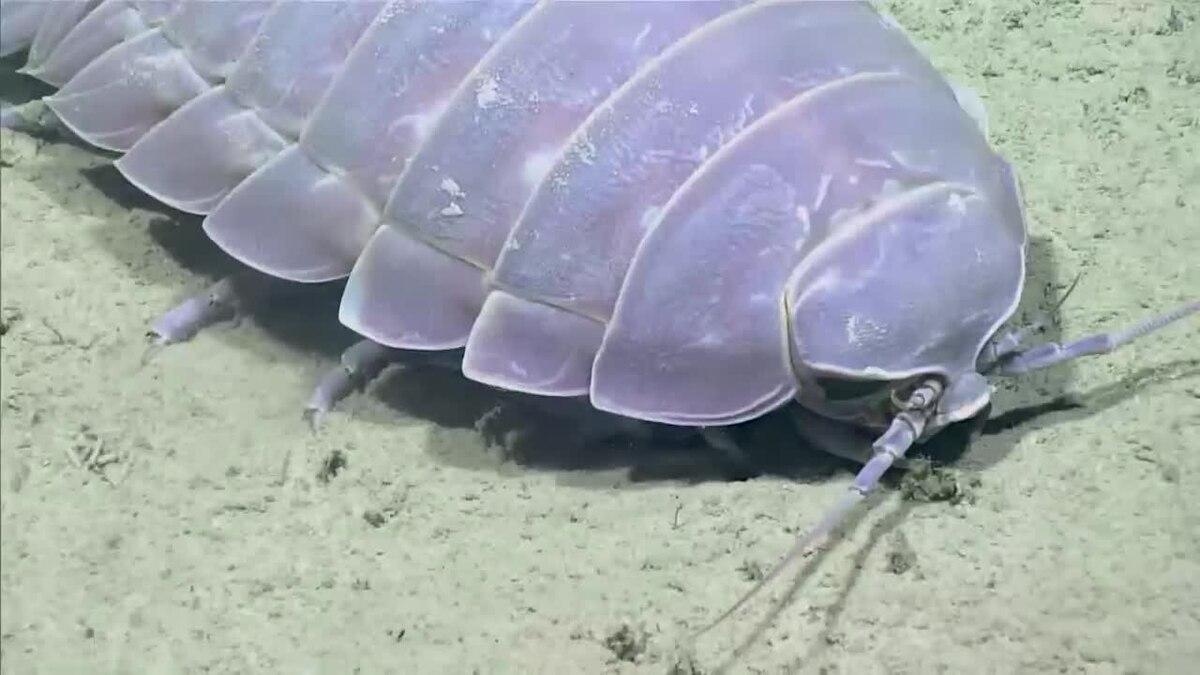 Giant_Isopod_Bathynomus_giganteus