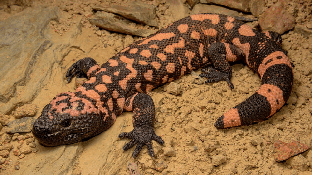 Gila Monster