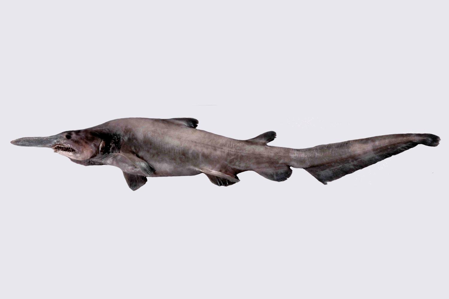 Goblin_Shark_Mitsukurina_Owenstoni