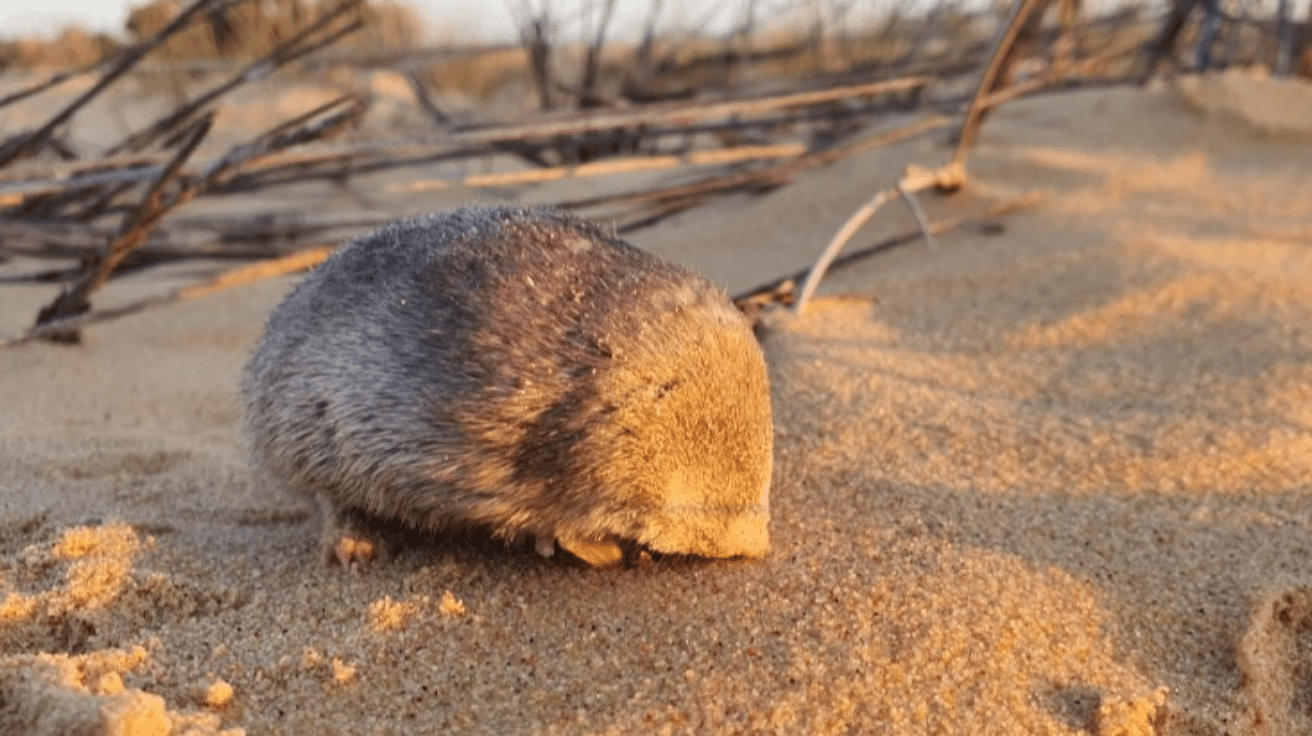 Golden Mole