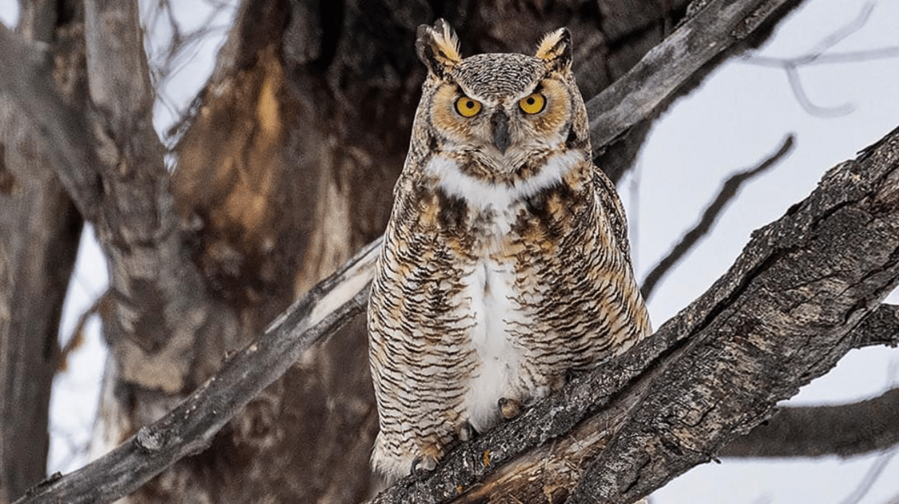 Great_Horned_Owl