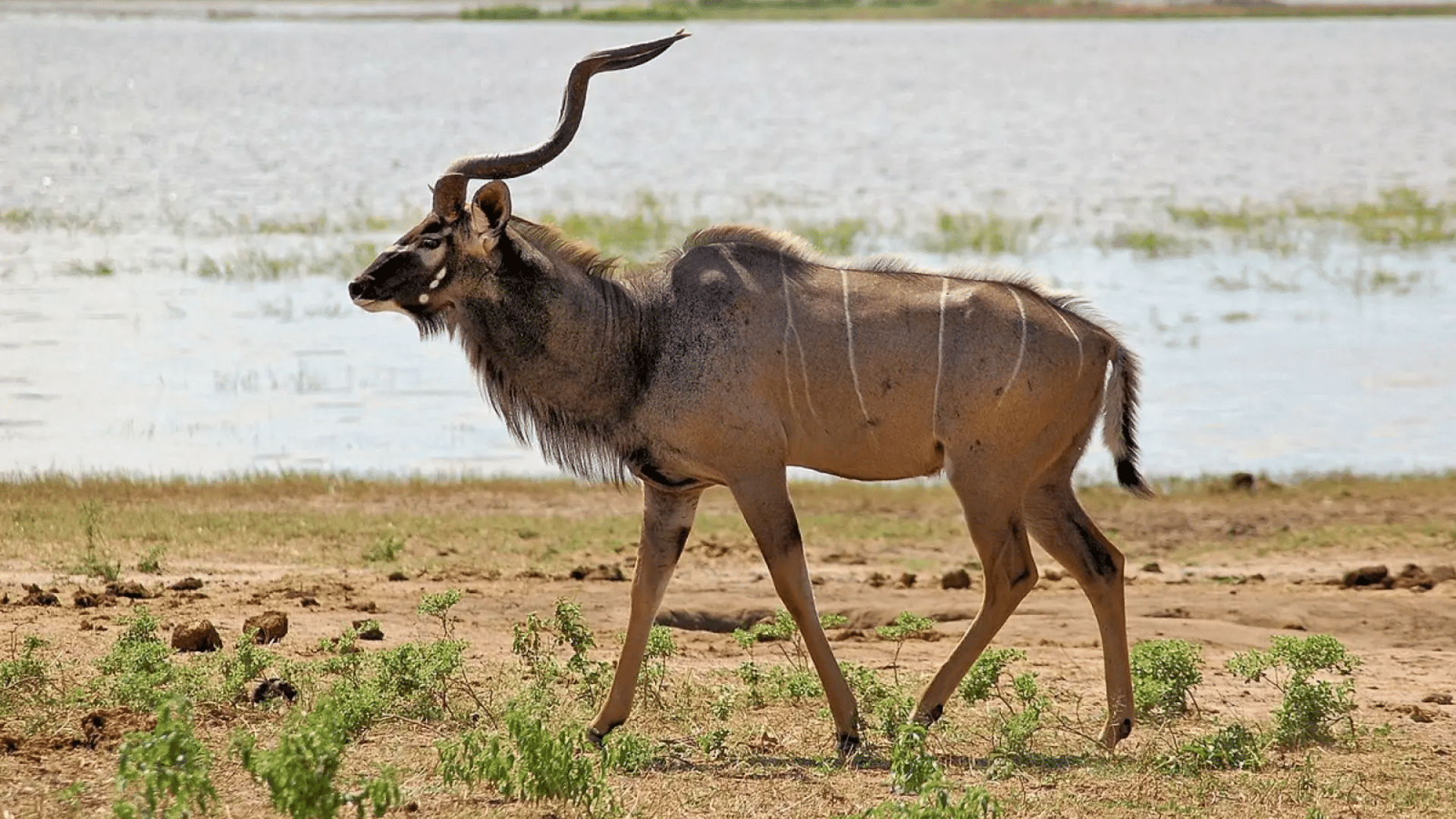 Greater_Kudu