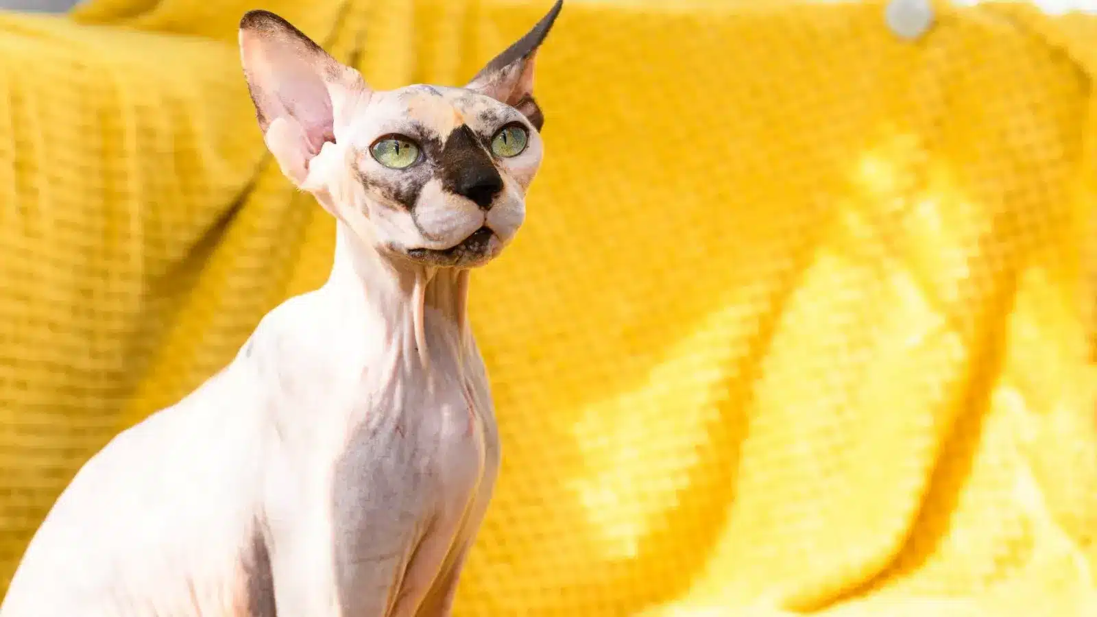 Hairless_Cat_Sphynx_Cat