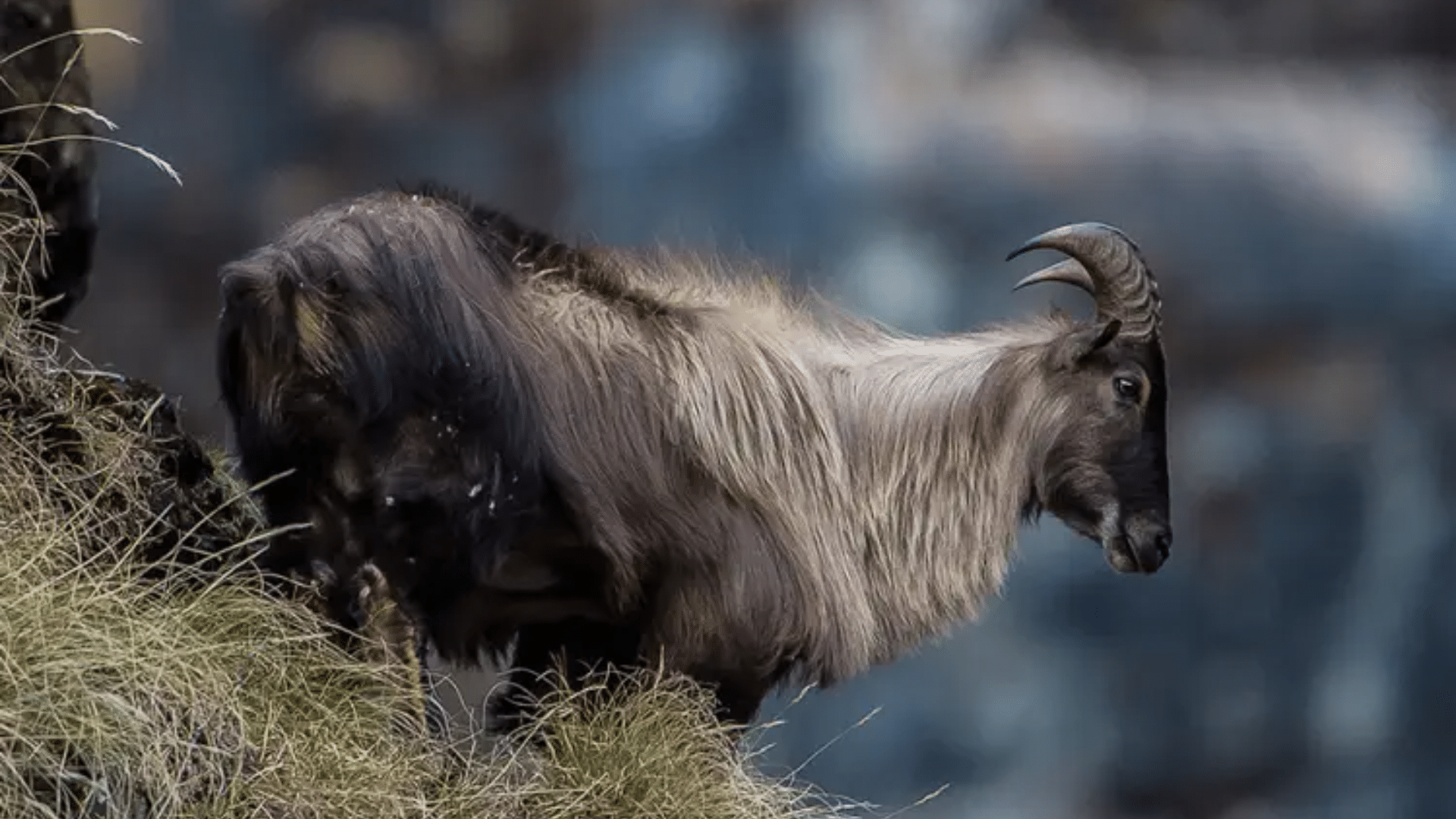 Himalayan_Tahr