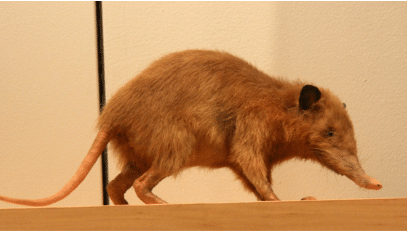 Hispaniolan_Solenodon