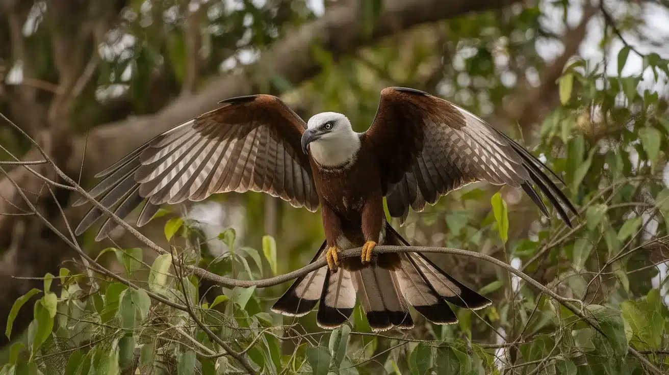 Hook-billed_Kite