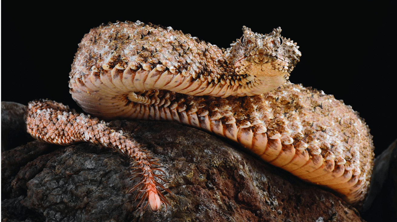 Horned Viper