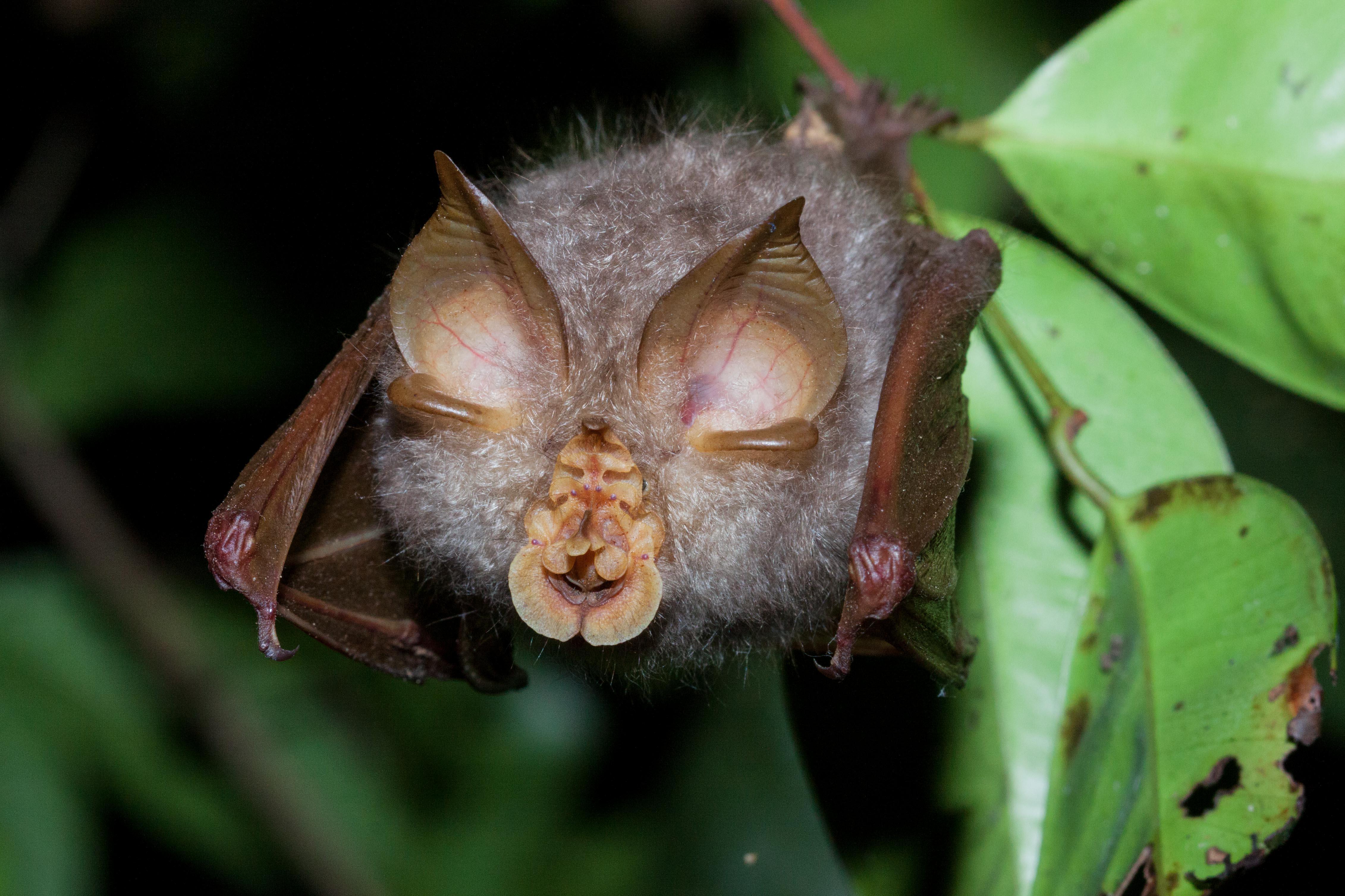 Horseshoe_Bat_Rhinolophidae