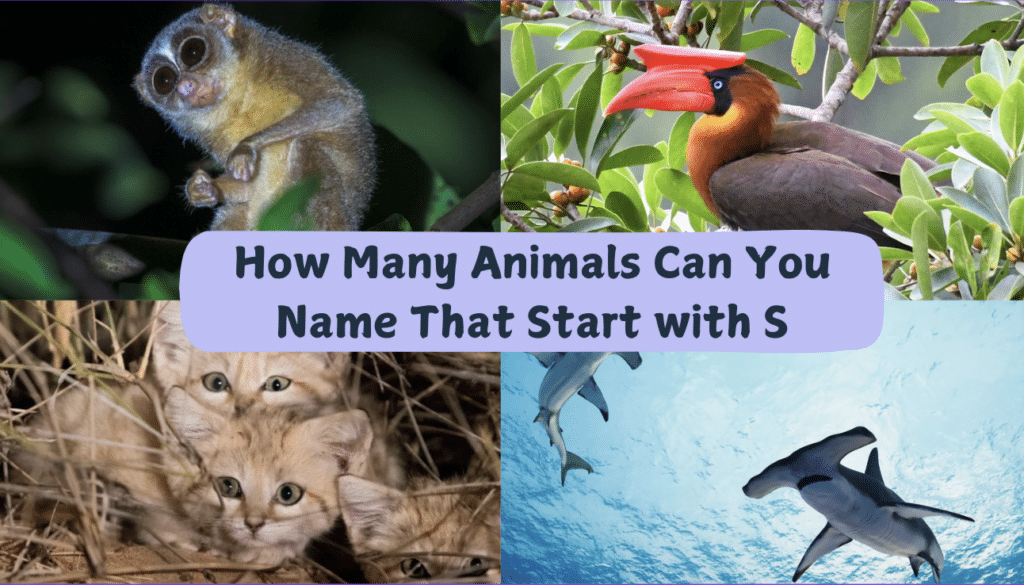 How Many Animals Can You Name That Start with S