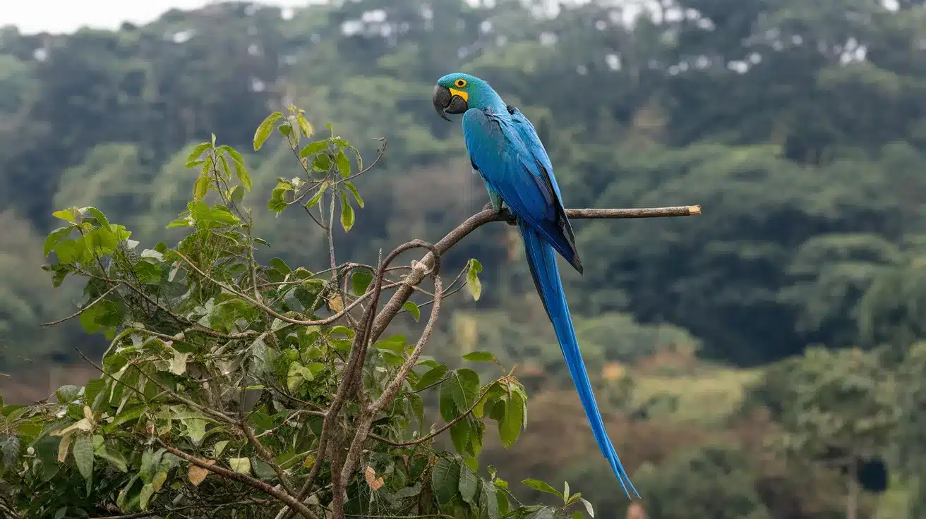 Hyacinth_Macaw